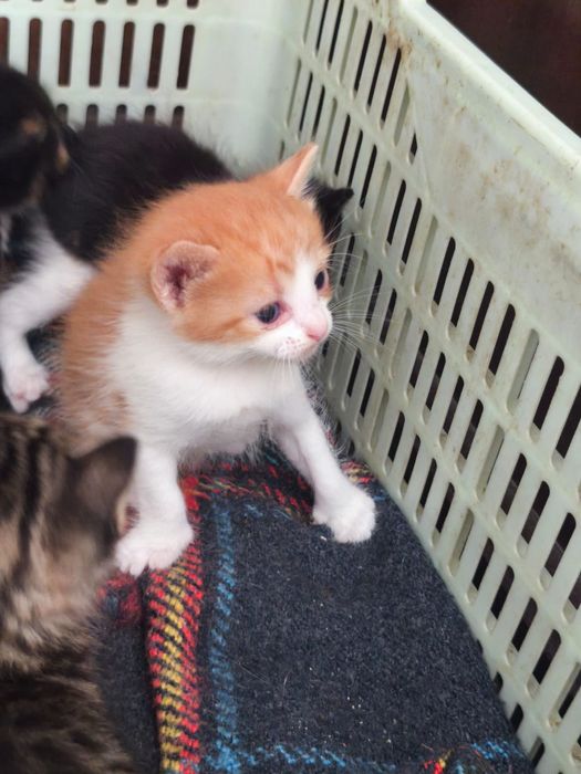 Adoção responsável de gatinho