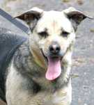 Elza do adopcji!!!