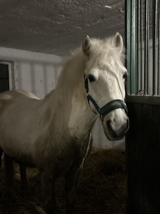 Kantar Eskadron Heritage 2024