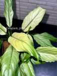 Спатифиллум Ghost/Mint, Indonesia variegated, Aurea