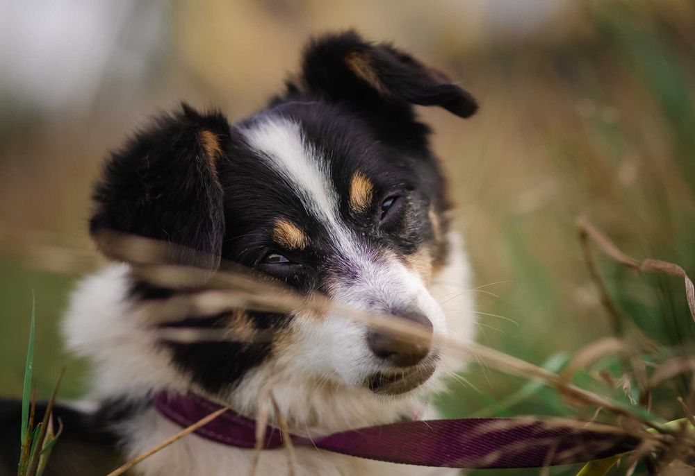 Mały Piksel, wielkie serce – szuka cichej przystani