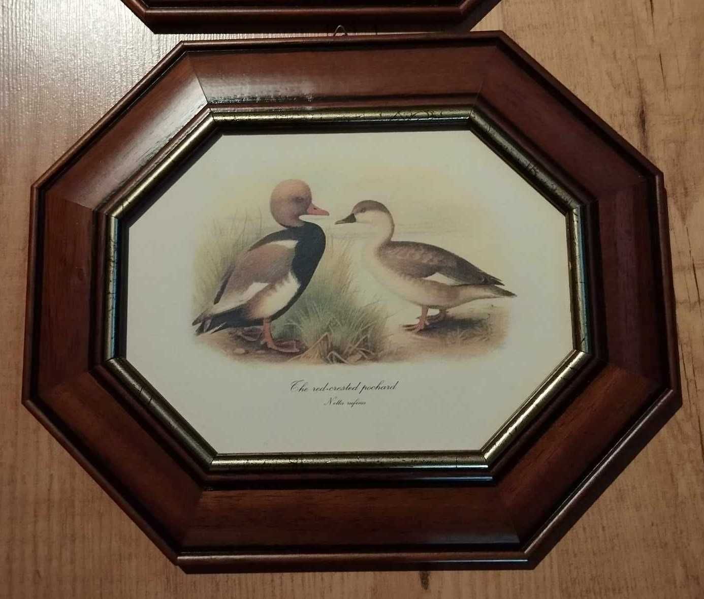 Vintage - quadros - tema patos