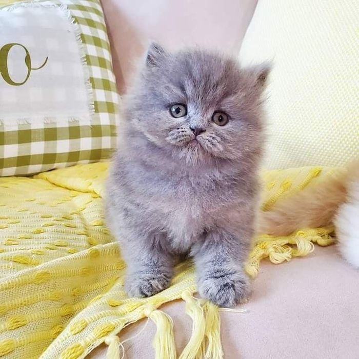 Котята шотландцы