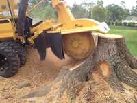 Usługa usuwanie Frezowanie karp pni korzeni - pozostałości po drzewach