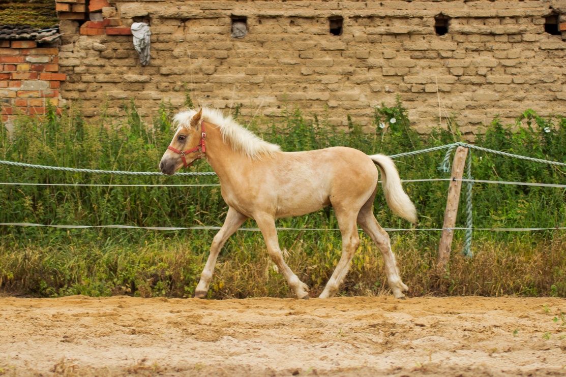 Sprzedam Haflinger ogierka
