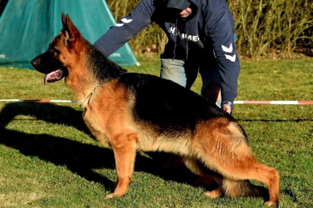 Owczarek niemiecki krótkowłosy FCI