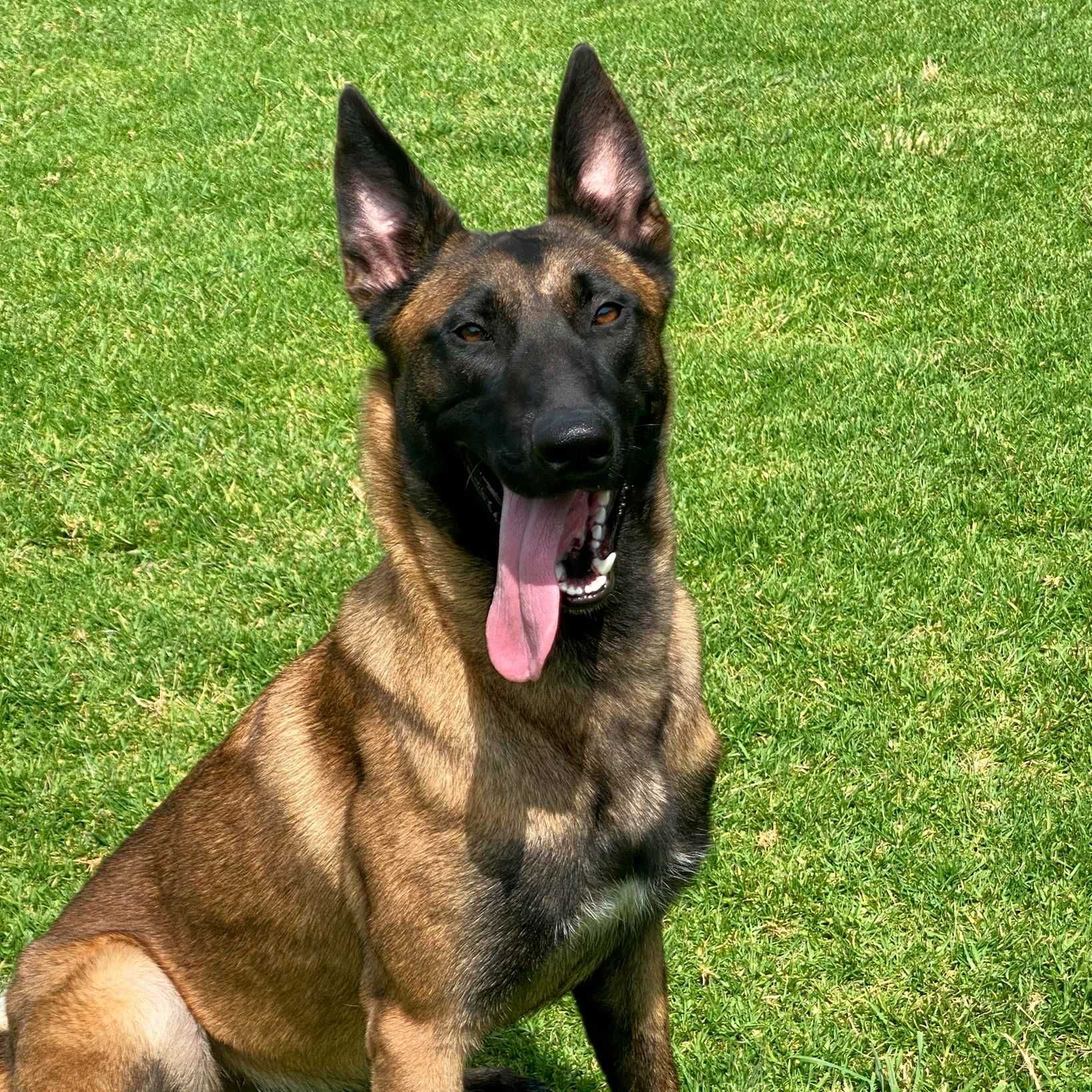 Pastor Belga Malinois