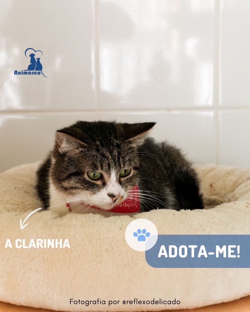 Clarinha - gata jovem adulta