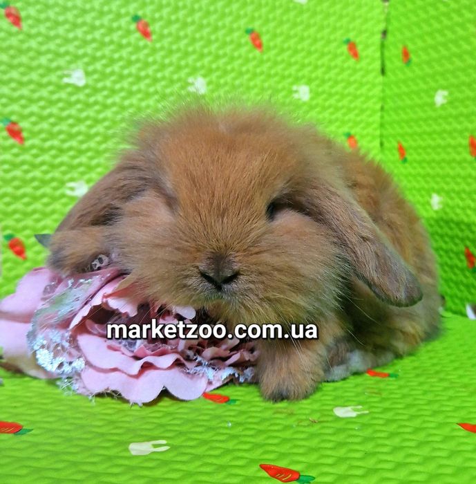 Мини mini lop кролик вислоухий баранчик руденький