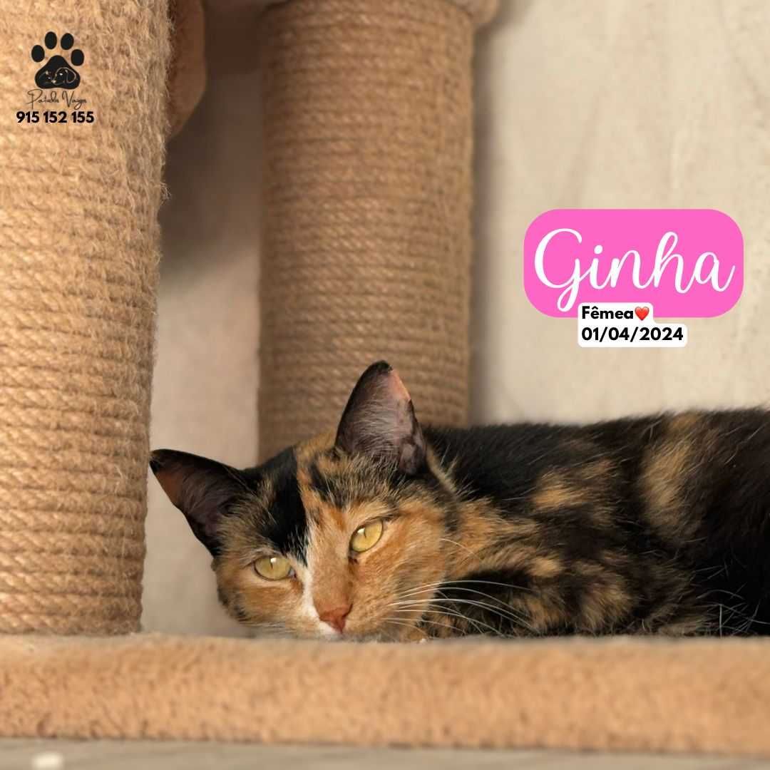 Gata tricolor para adoção (Ginha)