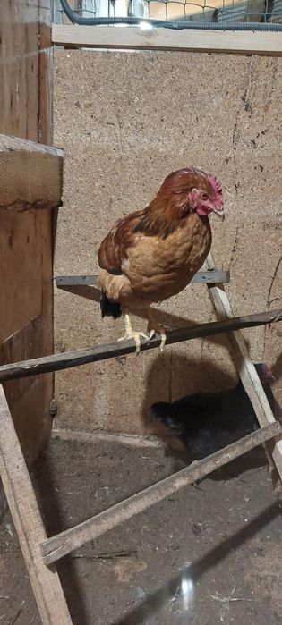 Молодые петушки Доминанта