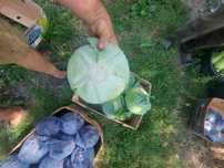 Продам капусту краснокачанну