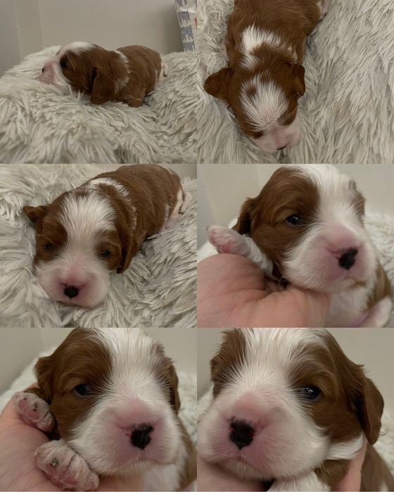 Cavalier king charles spaniel chlopak