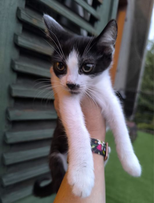 Czarno-biała kotka szuka domu stałego lub tymczasowego