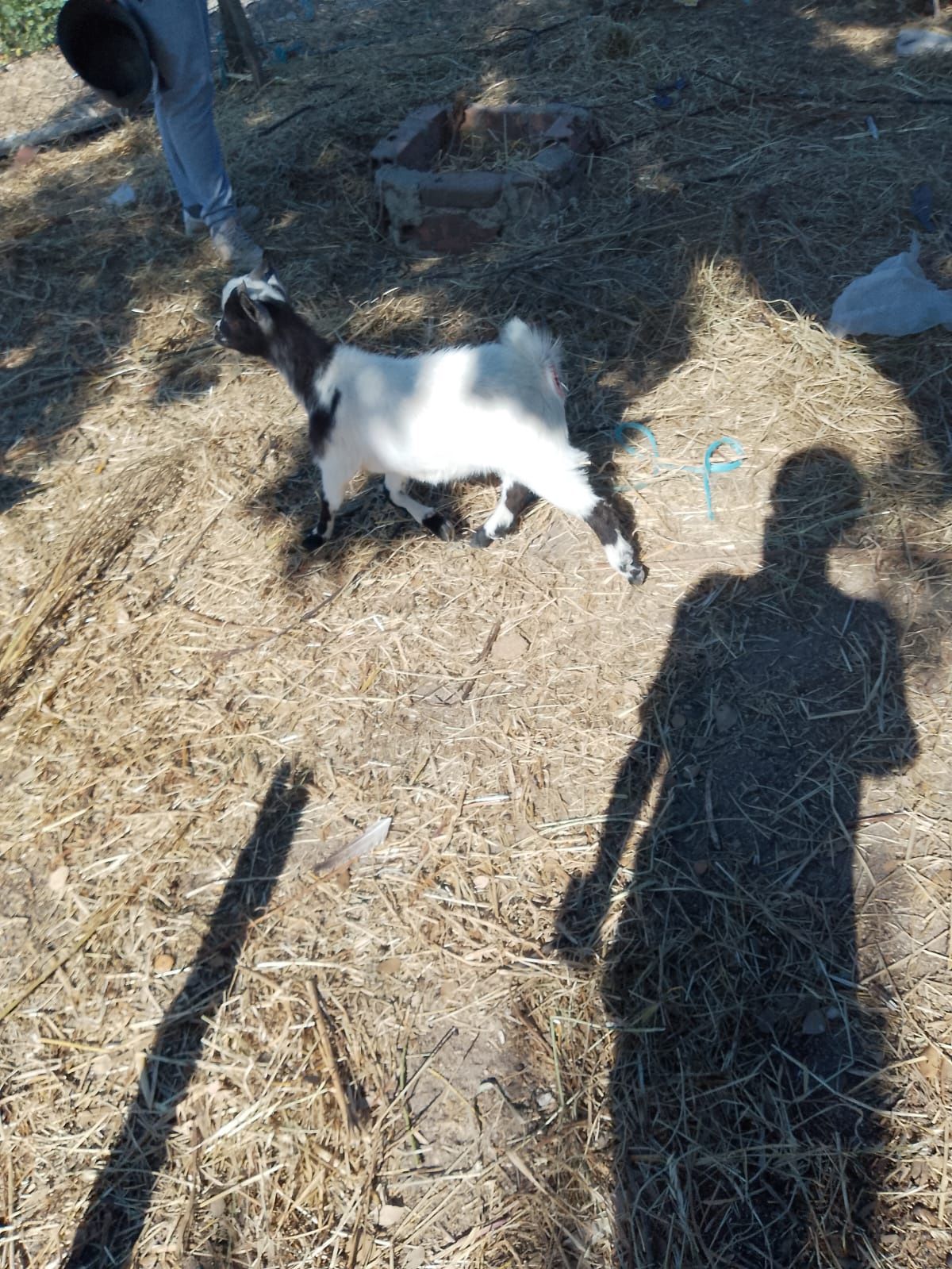 Cabrito com 5 meses
