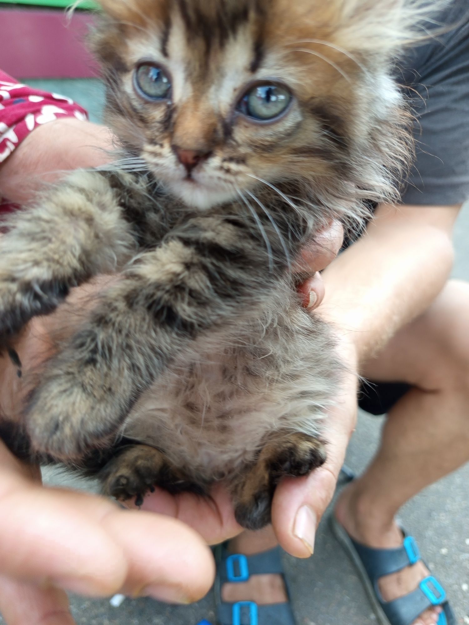 Котята продам недорого