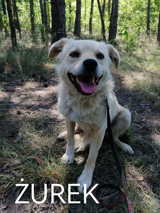 ŻUREK młody spokojny piesek poleca się do adopcji