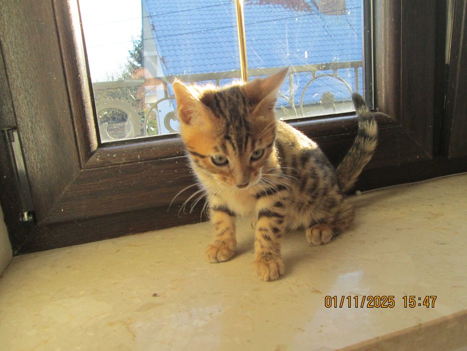 Sliczna Kotka Bengalska