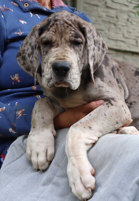 Dog niemiecki merle suczka Hodowla La Componella FCI ZKwP