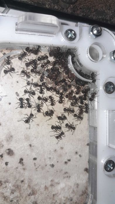 Myrmicaria brunnea, Муравьи,формикарий