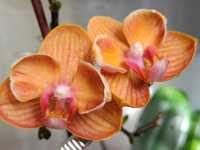 Орхідея фаленопсис з мутацією бантік-раккшка Болонья або Тамара