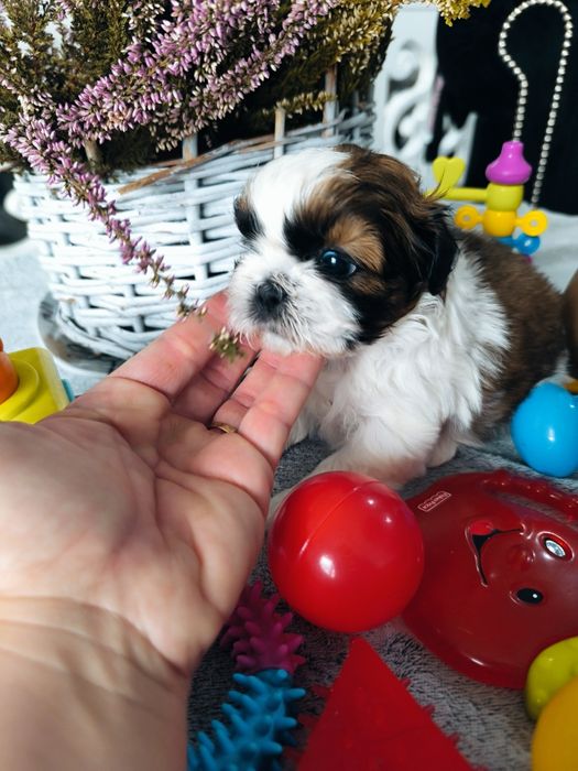 Suczka shih tzu po zdrowych rodzicach Zhpr UCI rodowód 4 pokoleniowy