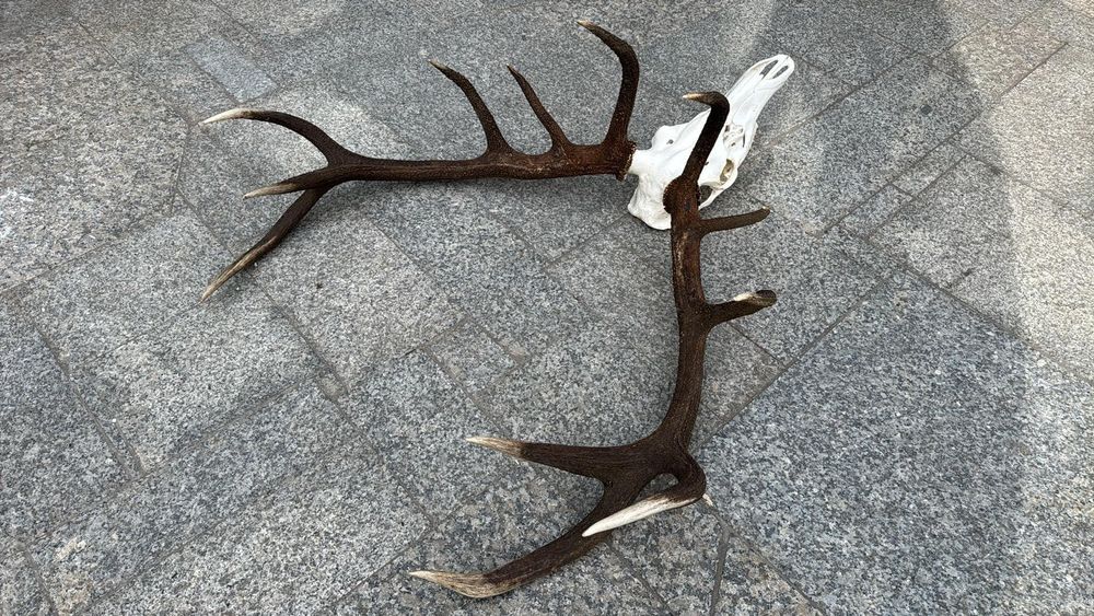 Wieniec jelenia , poroże