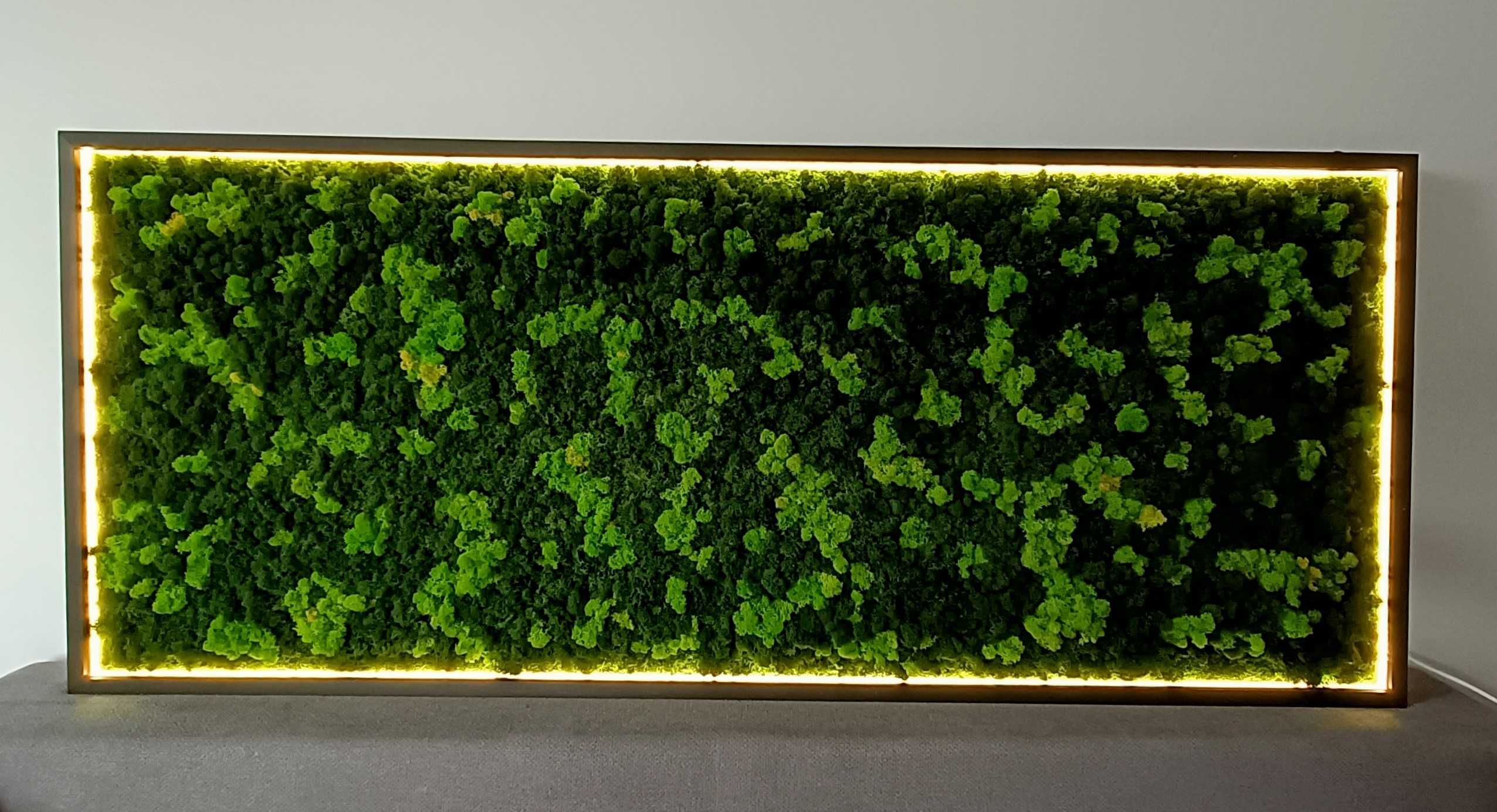 Rama podświetlona LED 100x40cm z mchem poduszkowym, chrobotkiem