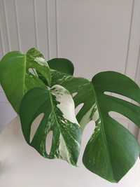 Deliciosa monstera variegata sadzonka