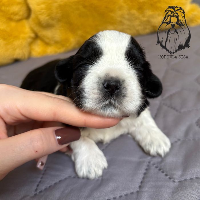 Shih tzu piesek gen czekoladowy i niebieski