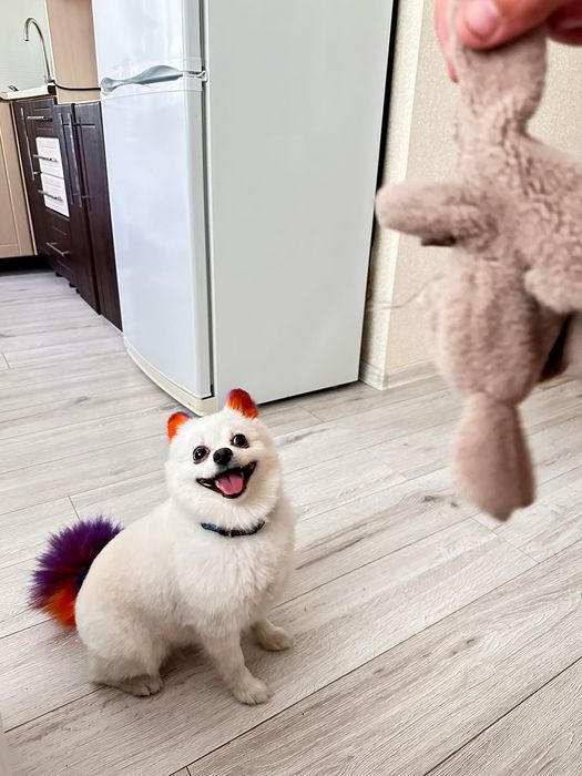 Померанський шпіц