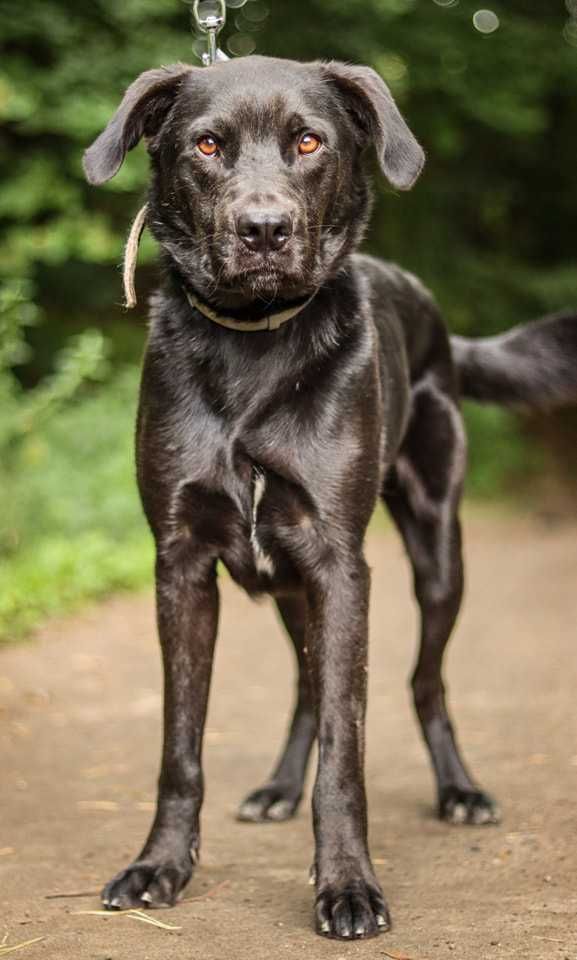 Milo - pies z duszą labradora, ideał w czarnym futrze