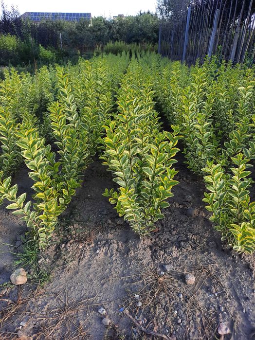 Ligustr zimolistny Aureum żółty 5zł 5000 szt 40-70cm