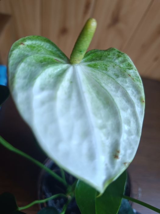Anthurium Białe duży kwiat