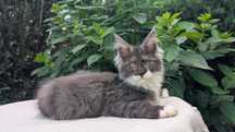 Wisteria kotka Maine Coon. Zapraszamy