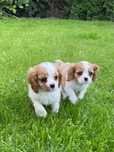 Rezerwacja cavalier king charls spaniel