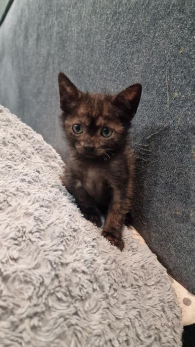 Śliczny malutki kotek szuka domu