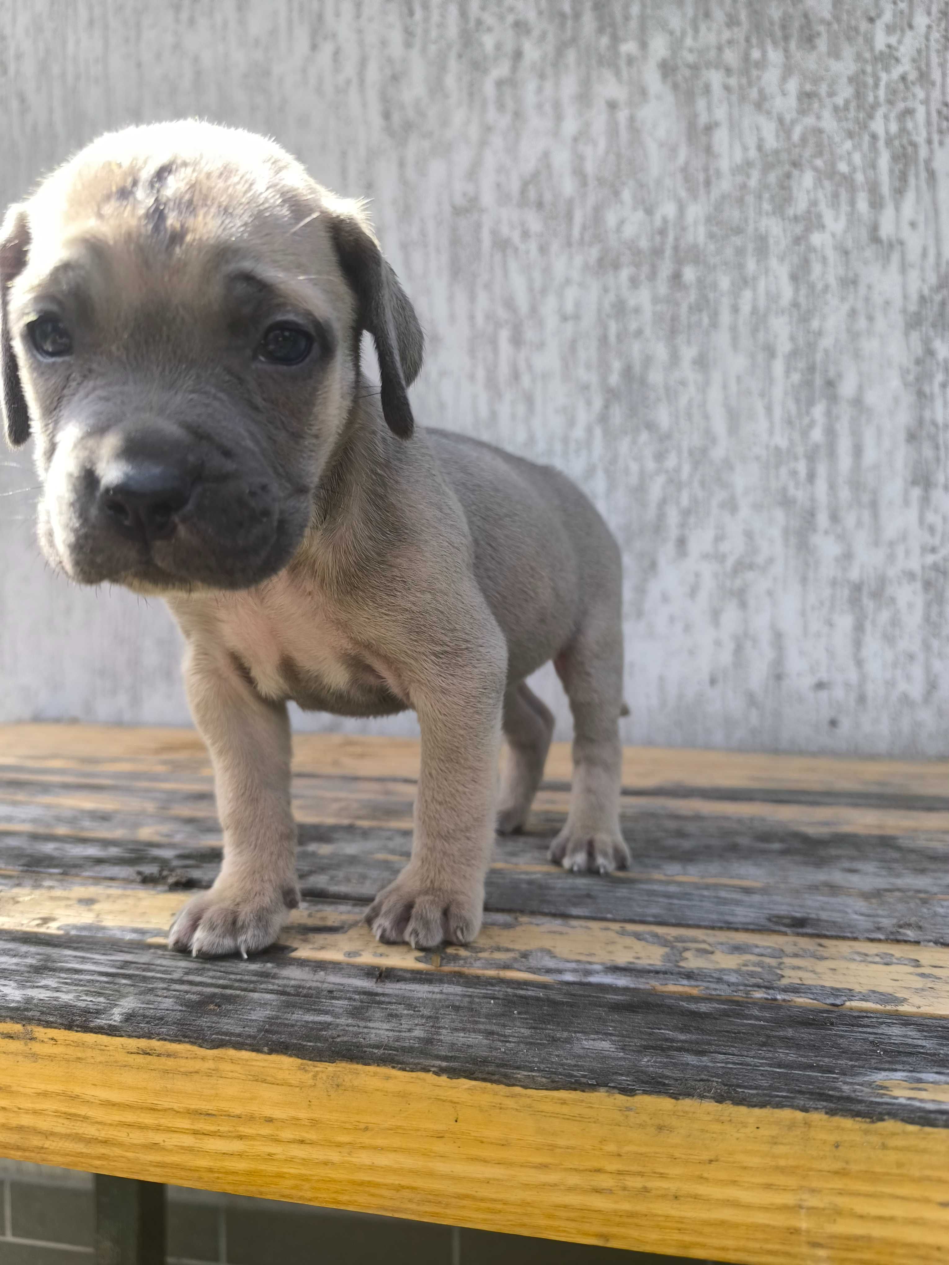 cane corso szczeniak