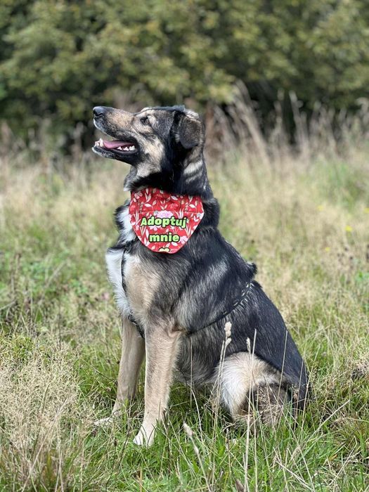 Temida szuka domu stałego!