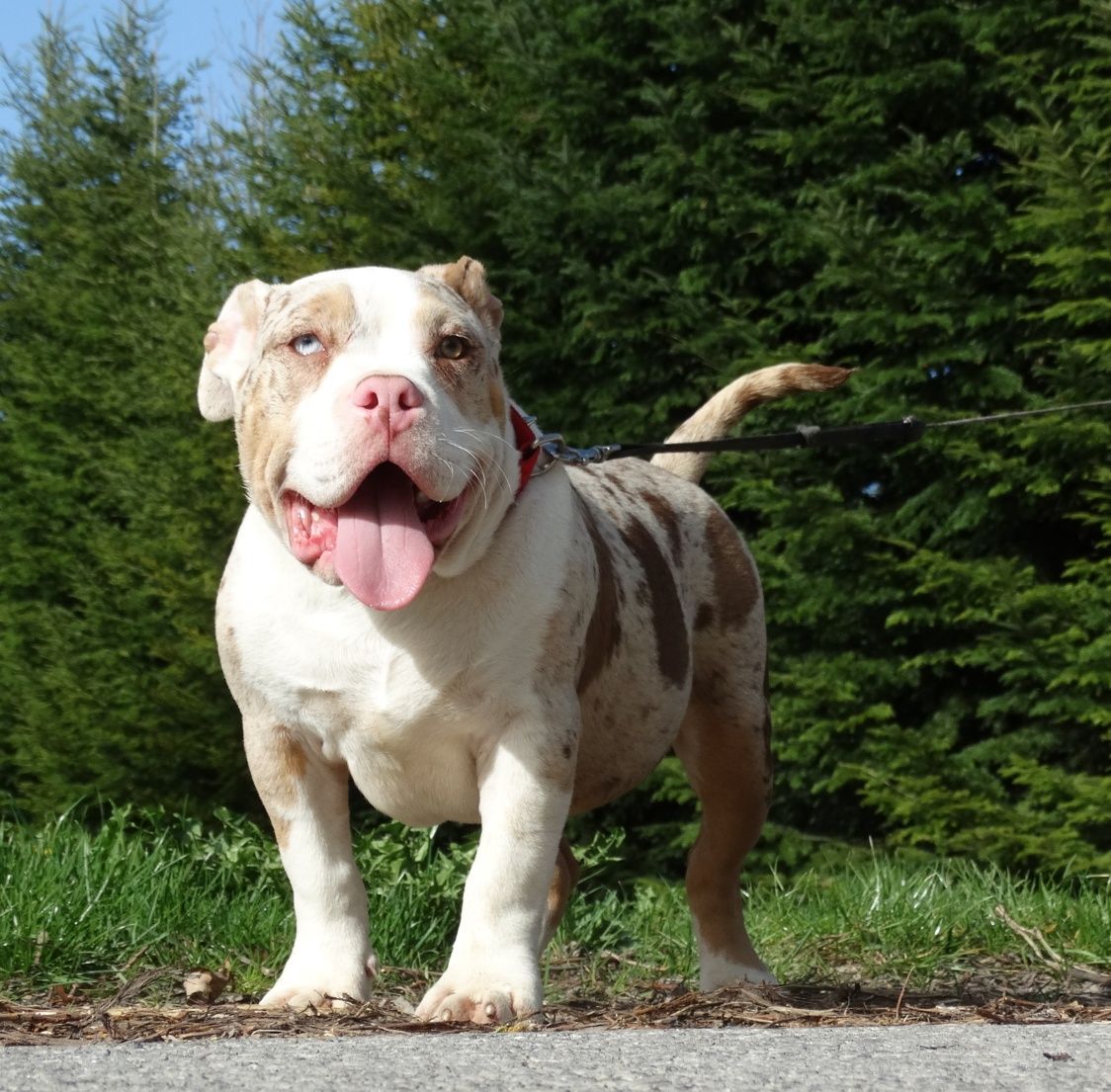 American Bully typ pocket CowboyLine