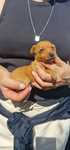 Pinscher miniatura top top