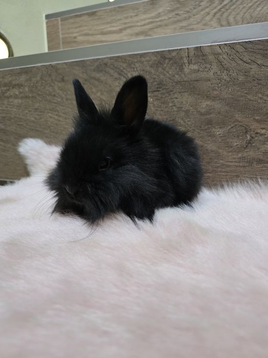 Królik króliczek miniaturka lwia