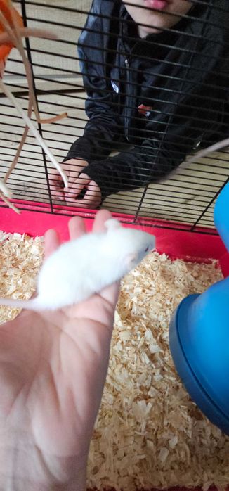 Młode szczurki domowe