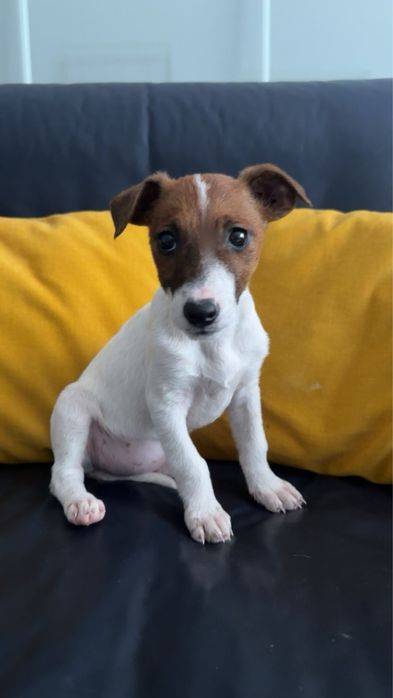 Продаються цуценята Джек-Рассел тер’єр!