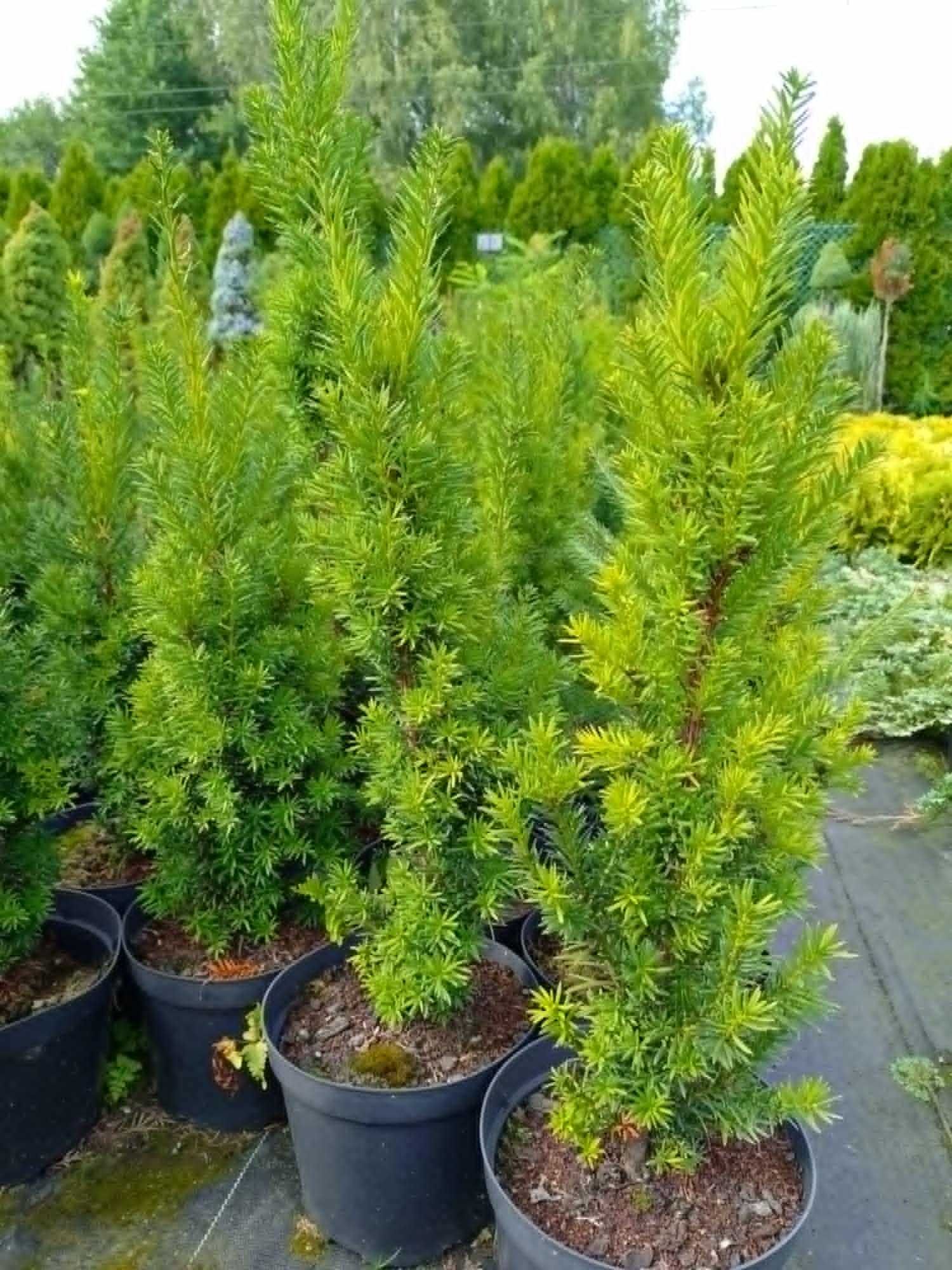 cis taxus ceny producenta