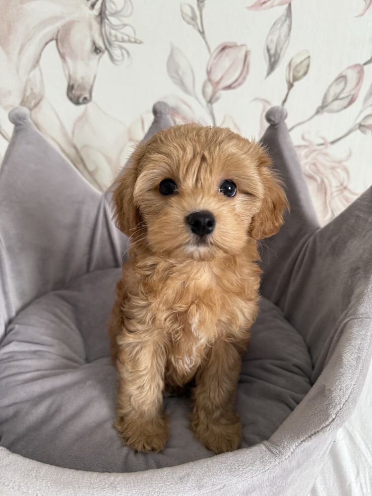 Piesek Maltipoo gotowy do odbioru z rodowodem