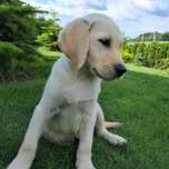 Labrador retriever