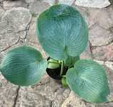 Funkia Hosta ogrodowa