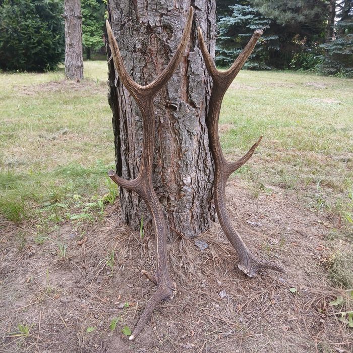 Poroże para poroża poroże jelenia rogi zrzuty trofeum wieniec zrzut