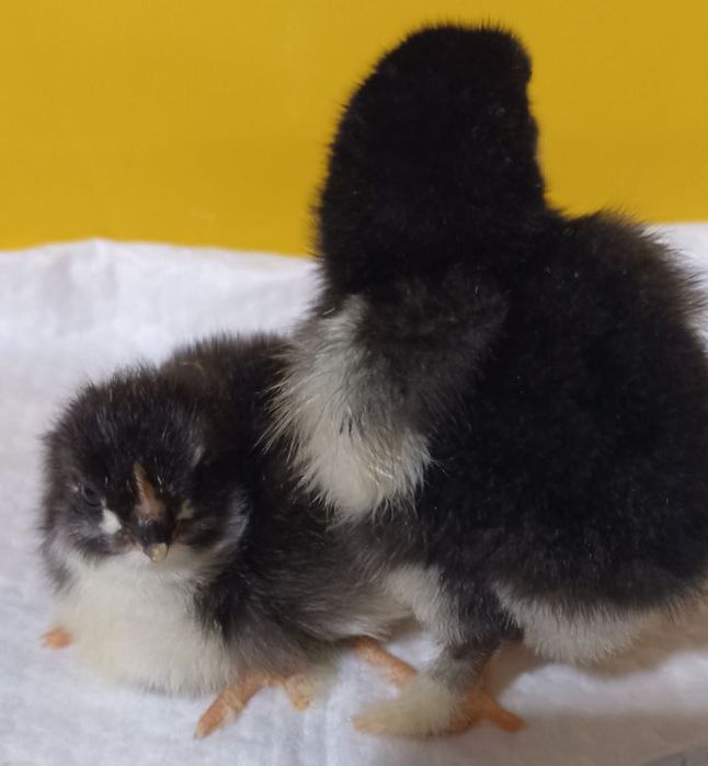 Курчата Марана чорно-мідного